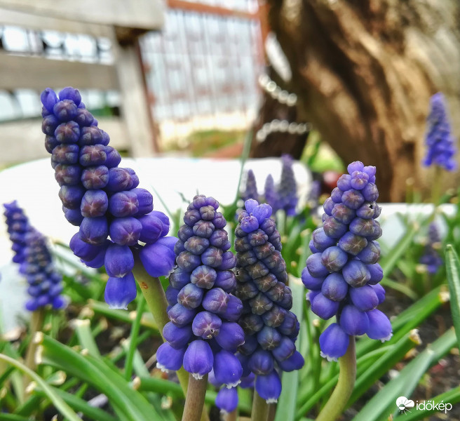 Fürtös gyöngyikék 