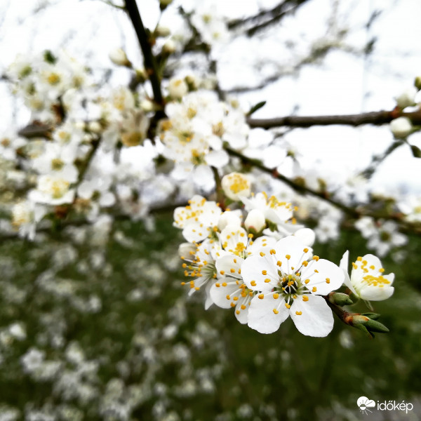 Mirabella szilva - virágzik :) 