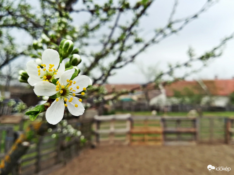 Virágzik a szilvafa... 