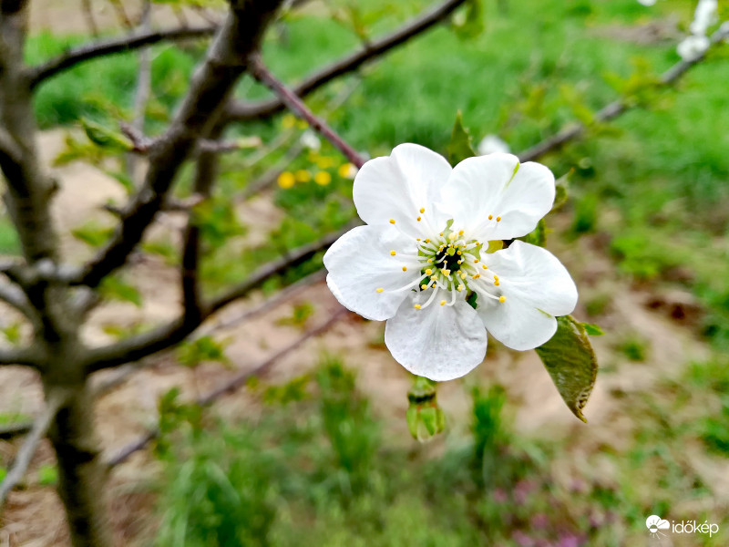 Ilyenkor a legszebb a kert... :) 