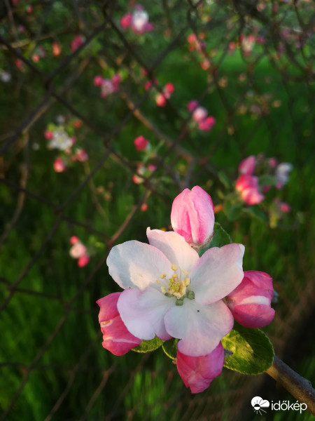 Virágzó alma... :) 