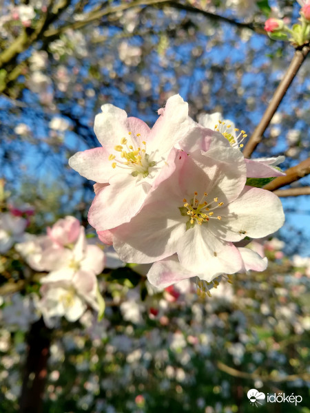 Még mindig almafás... :) 