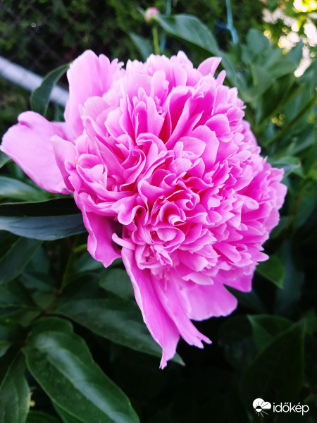 Nyílik a pünkösdi rózsa. 