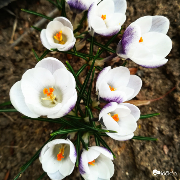 Hello Tavasz! 