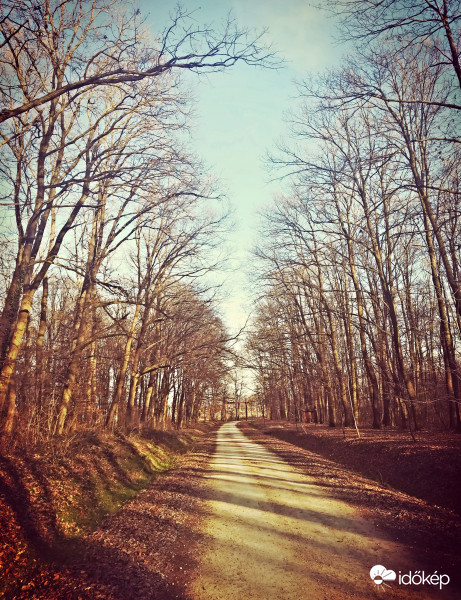 Év eleji erdei séta 