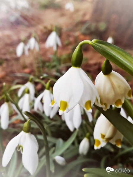Nyílnak a tőzikék :) 