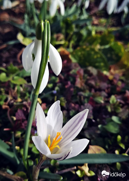Hóvirág és krókusz barátsága :) 