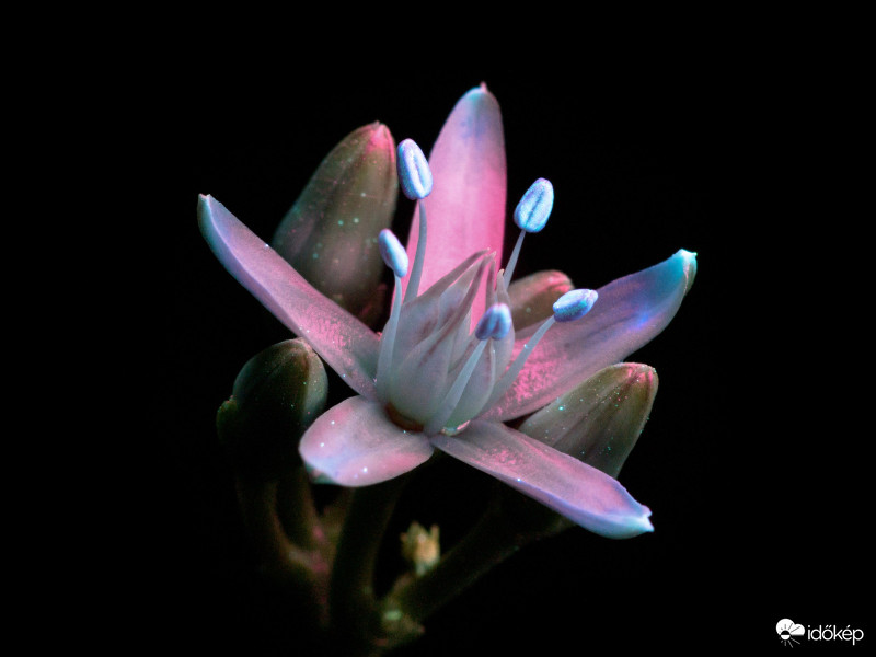 UV-1