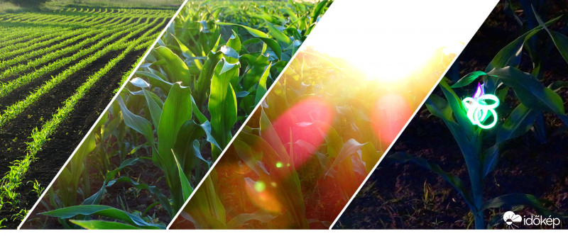 A kukorica élete - címlap