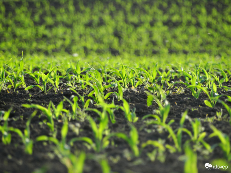 A kukorica élete - 2367