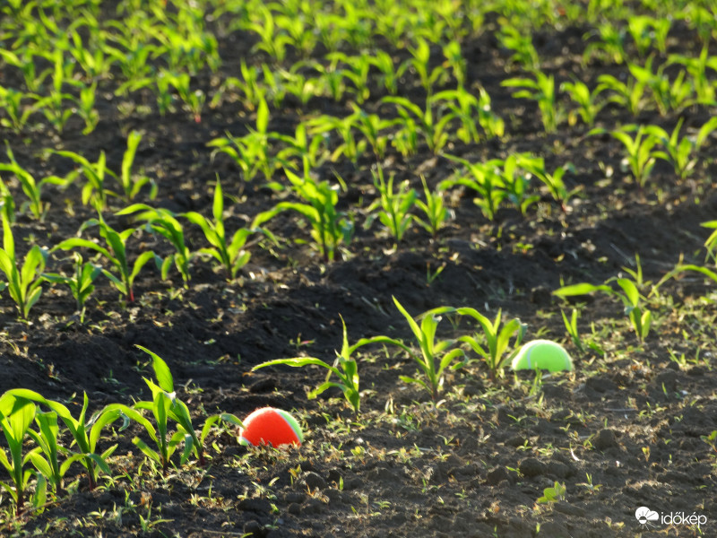 A kukorica élete - 2525