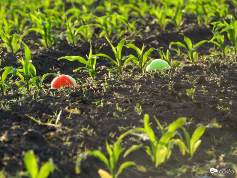 A kukorica élete - 2532