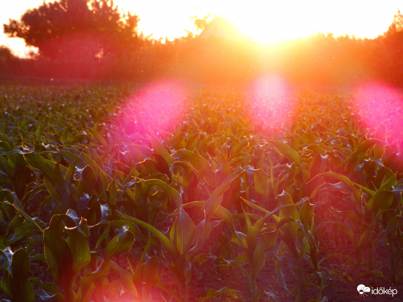 A kukorica élete - 2923