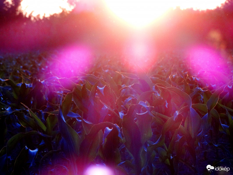 A kukorica élete - 2932