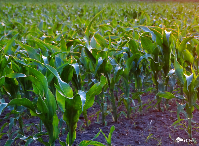 A kukorica élete - 2934