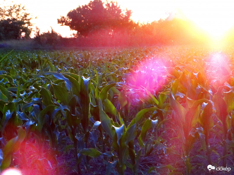 A kukorica élete - 2936