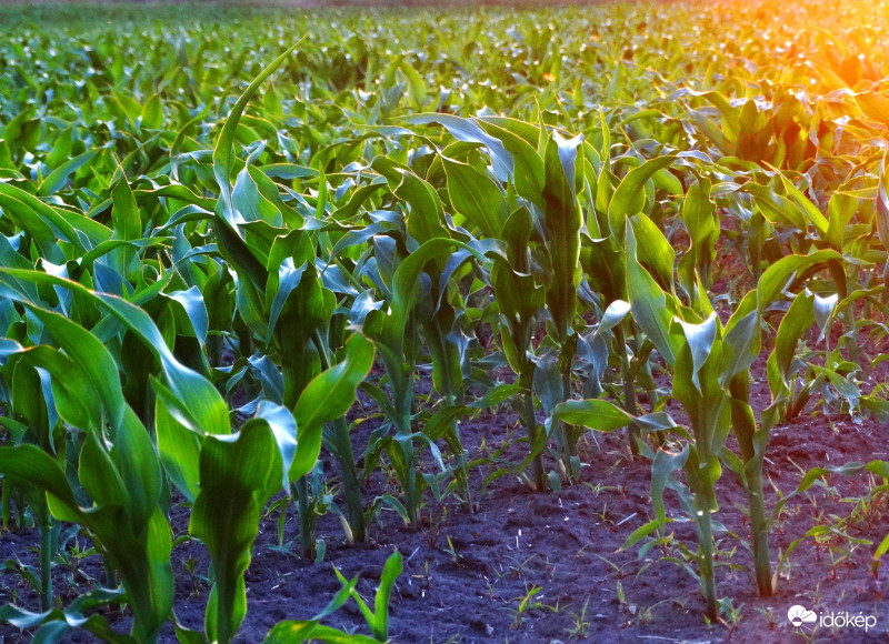 A kukorica élete - 2942