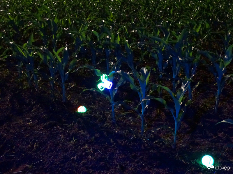 A kukorica élete - 3137