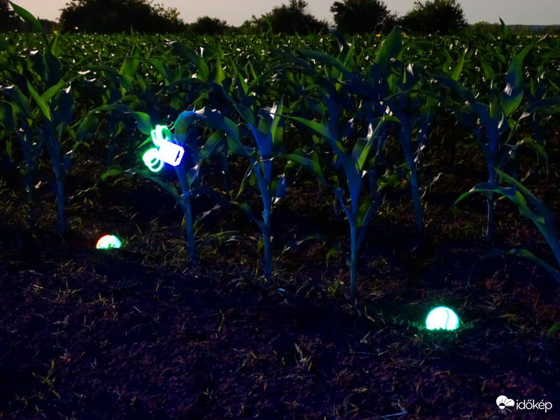 A kukorica élete - 3141