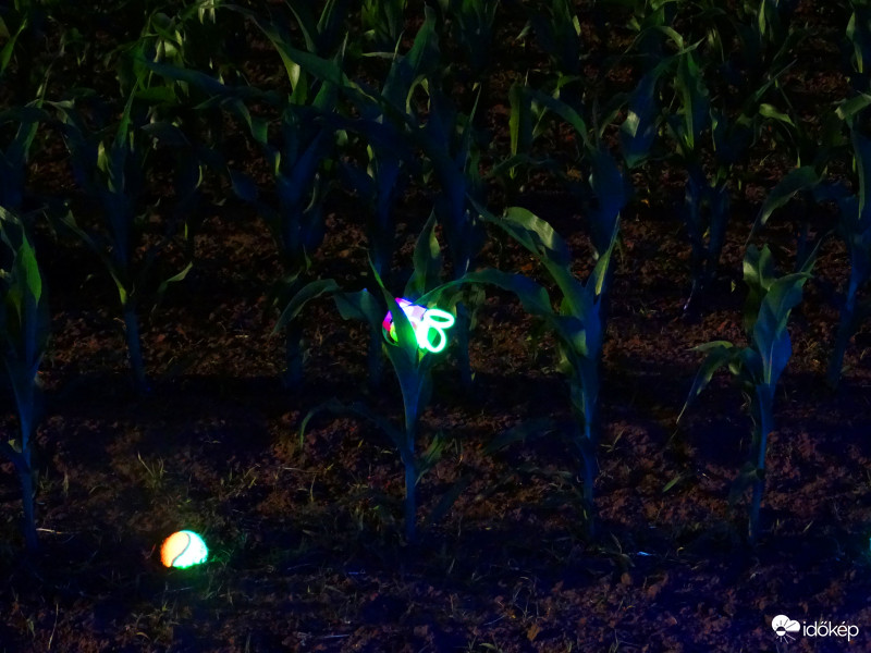 A kukorica élete - 3271