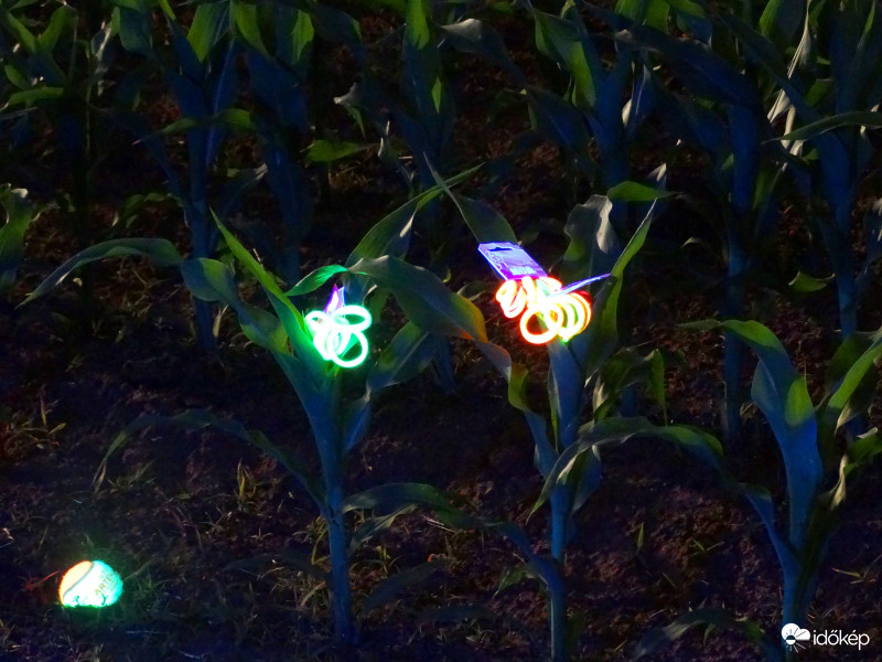 A kukorica élete - 3278