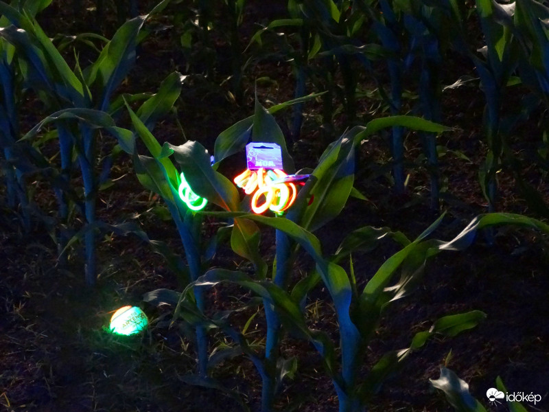 A kukorica élete - 3288