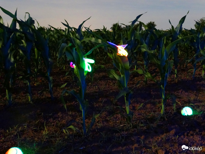 A kukorica élete - 3295