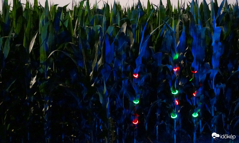 A kukorica élete - 3999