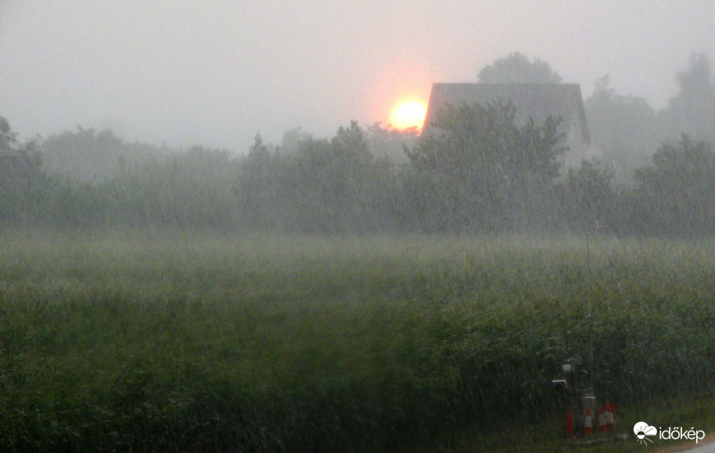 A kukorica élete - 4005