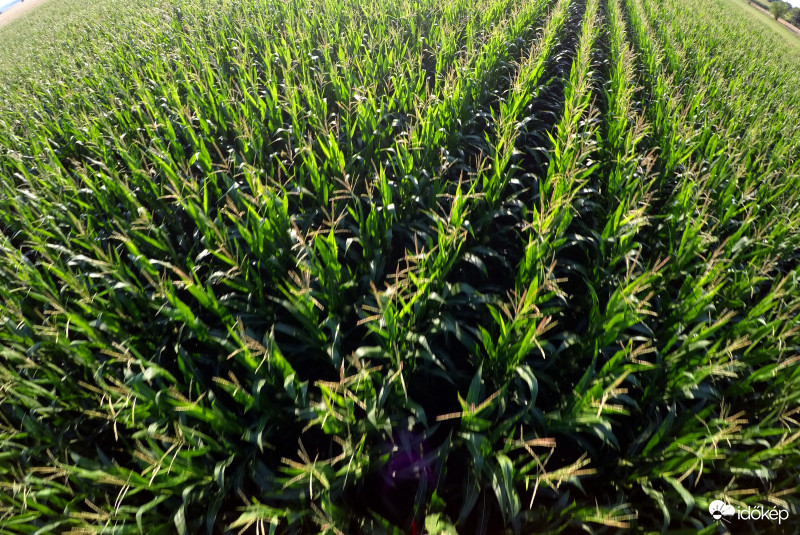 A kukorica élete - 52568