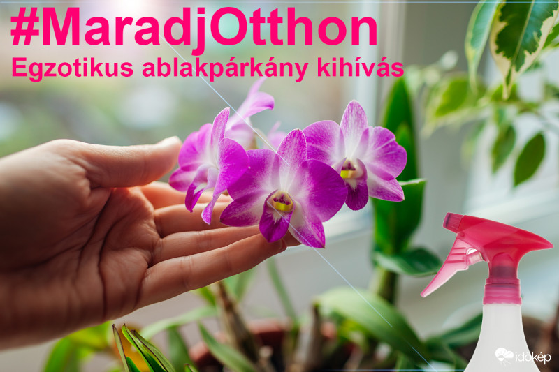 Egzotikus Ablakpárkány kihívás - 2