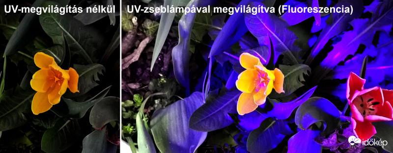 UV fluoreszencia-1
