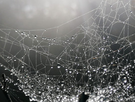 Csillagkép harmatból