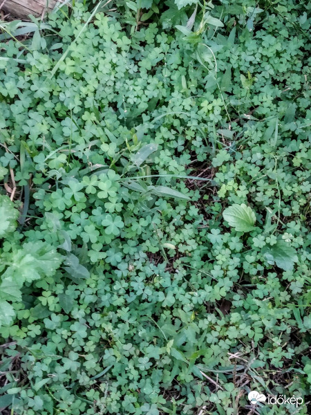 Na ki találja meg először a négylevelűt? :D