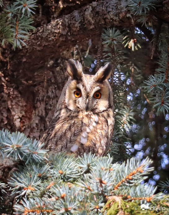 Erdei fülesbagoly ☺️