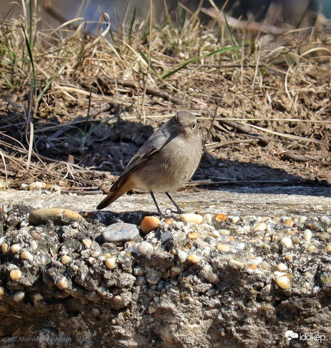 Ma láttam először idén ☺️. Rozsdafarkú ☺️