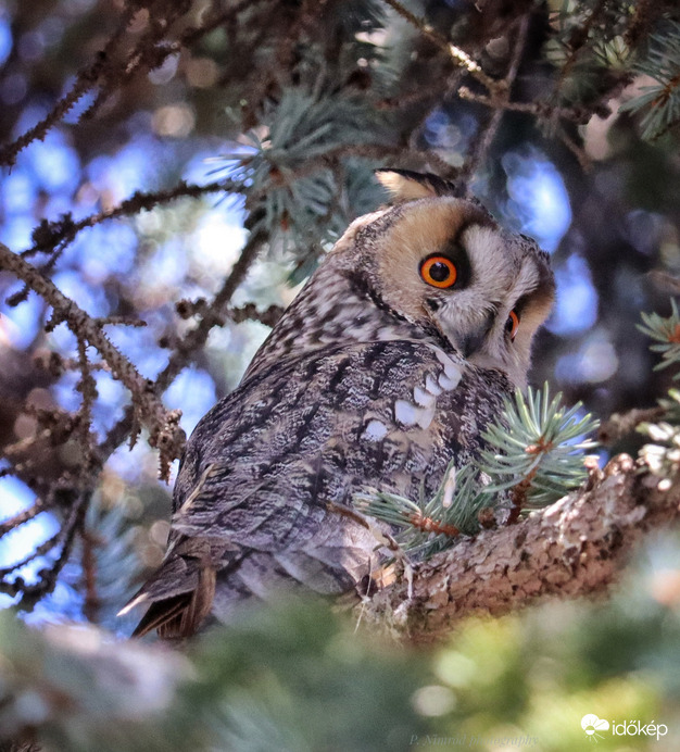 Nagyon meglepődött ☺️
