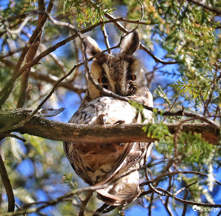Felüléseket csinál a bagoly :D
