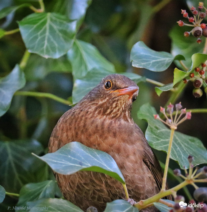 Pózoló fekete rigó ☺️