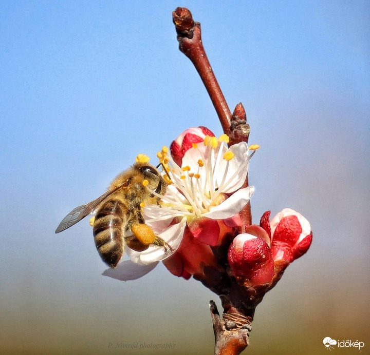 Méhek napja alkalmából :)