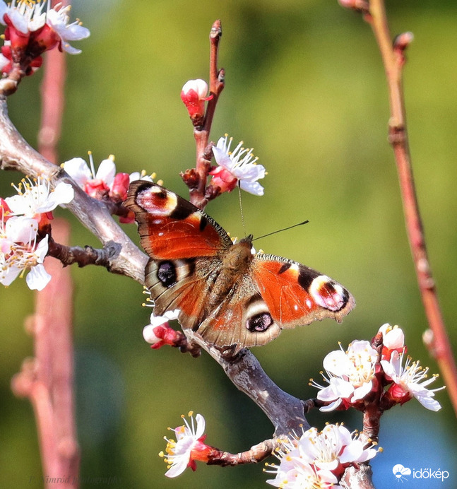 Nappali pávaszem a virágzó barackfán ☺️