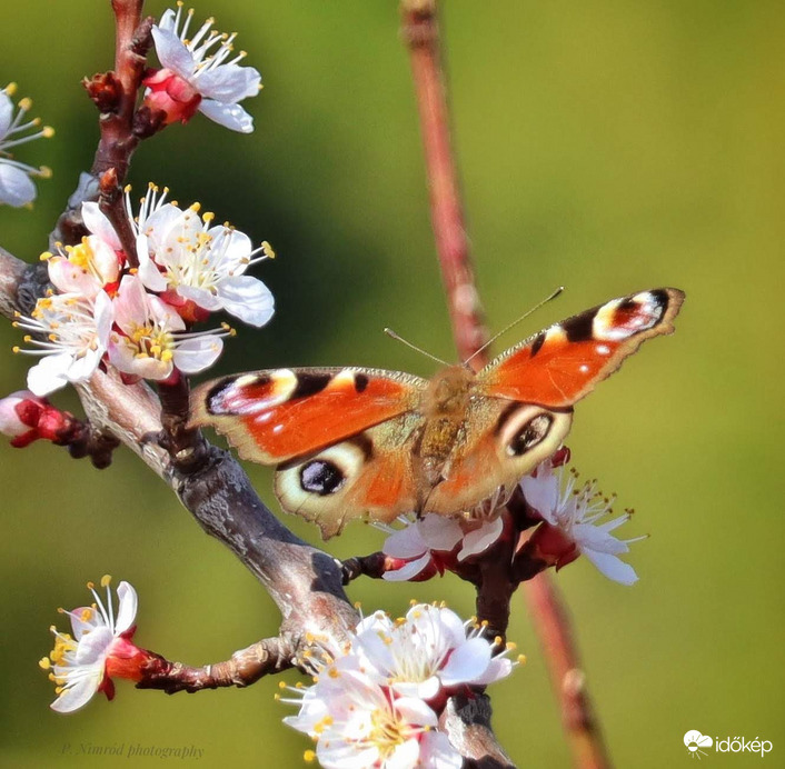 Nappali pávaszem a barackfán 3. :)