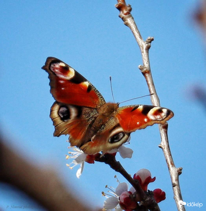 Nappali pávaszem a barackfán 2. :)