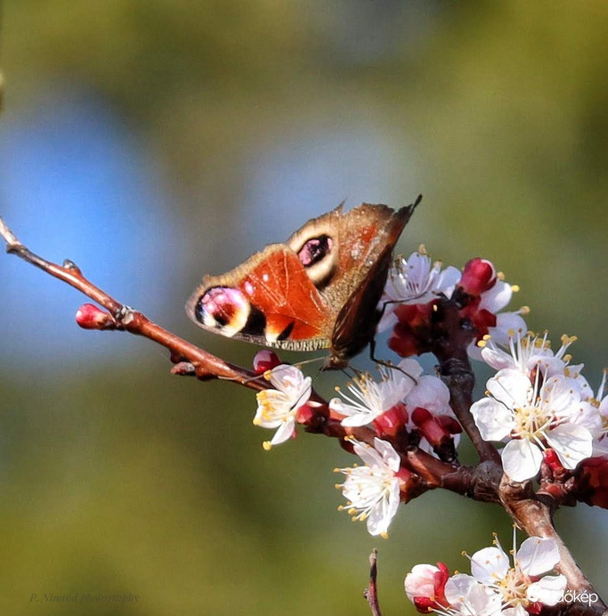 Nappali pávaszem a barackfán 4. :)