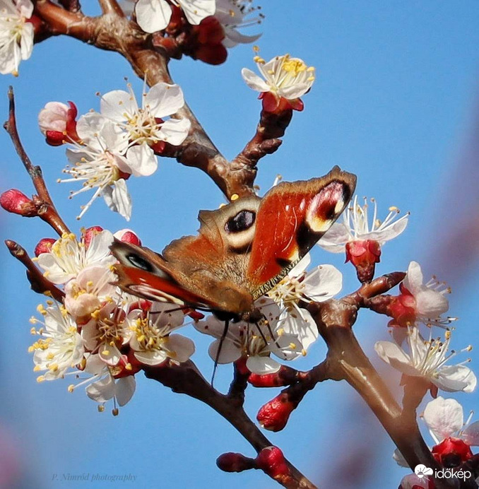 Nappali pávaszem a barackfán 5. :)