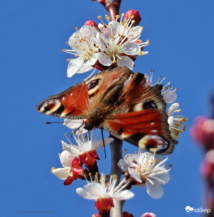 Nappali pávaszem a barackfán 6. :)