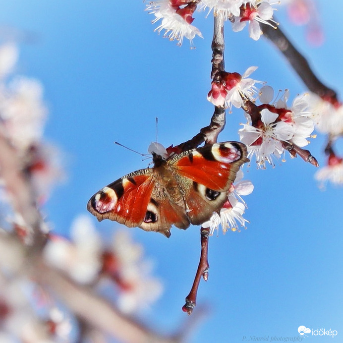 Itt a tavasz, itt vannak a szebbnél szebb lepkék is ☺️☺️☺️