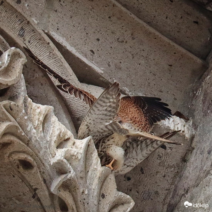 Párosodás :). Véletlenül láttam meg őket ☺️