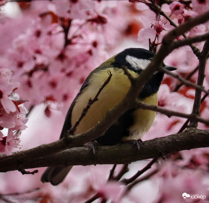 Széncinege a rózsaszínben pompázó fán ☺️ 4.