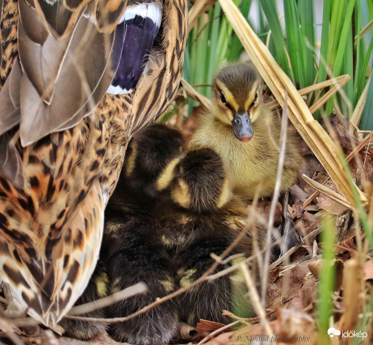 Áldott húsvéti ünnepeket kívánok Mindenkinek ☺️